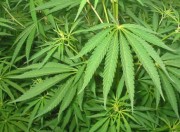 cannabis