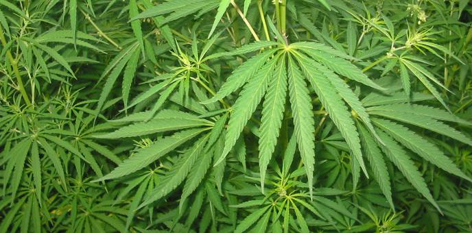 cannabis