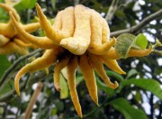 mano di buddha