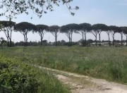 Franite - Viale