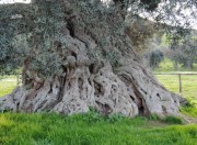 L’ulivo millenario e Michelle Obama presto insieme nel Salento Immagine L’ulivo millenario e Michelle Obama presto insieme nel Salento