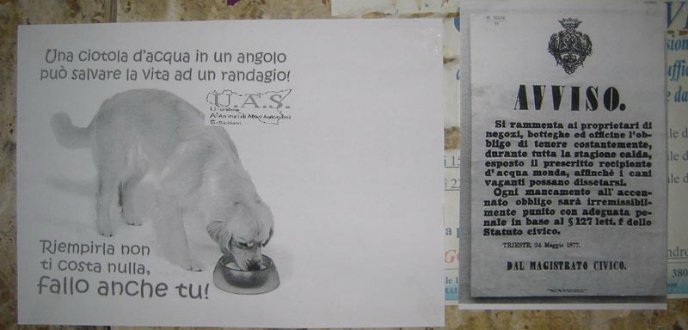 una ciotola d'acqua per salvare i randagi