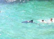 Delfino a Roca