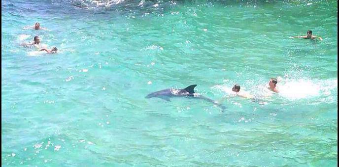 Un delfino tra i bagnanti nel Salento Immagine Un delfino tra i bagnanti nel Salento