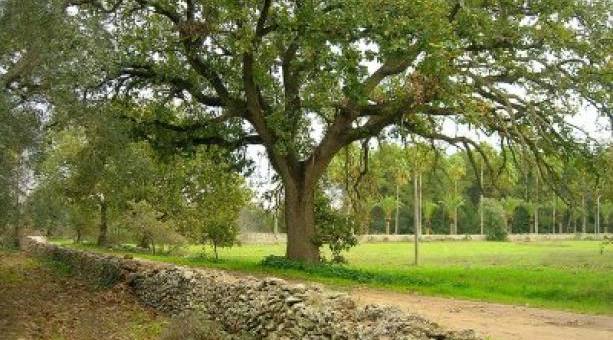 La letteratura per riscoprire e raccontare il Parco dei Paduli Immagine La letteratura per riscoprire e raccontare il Parco dei Paduli