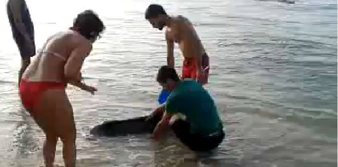 Delfino spiaggiato a Porto Cesareo: la verità dei bagnanti Immagine Delfino spiaggiato a Porto Cesareo: la verità dei bagnanti
