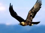 Rapaci in volo