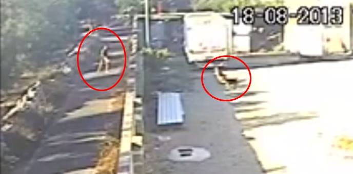 Getta i cuccioli oltre il muretto: trovato il responsabile. Cagnolini accuditi da pastori tedeschi Immagine Getta i cuccioli oltre il muretto: trovato il responsabile. Cagnolini accuditi da pastori tedeschi
