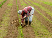agricoltura