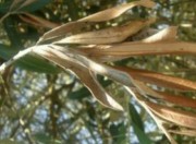 foglia di ulivo colpito da "xylella fastidiosa"