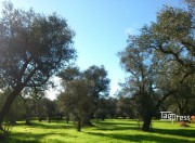 ulivi parco paduli