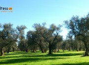 ulivi - parco paduli