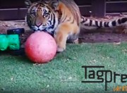 copertina tigre