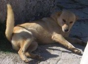 biondo cane marrittima ucciso a colpi di fucile