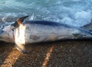 delfino spiaggiato