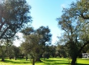 ulivi
