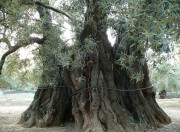 Il Gigante di Felline