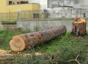Pini abbattuto Campi
