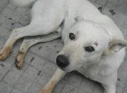 Cane avvelenato Soleto