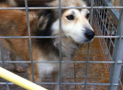 cani-neviano