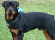 Rottweiler