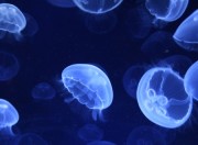 meduse